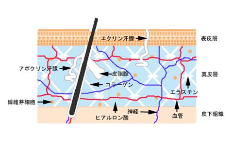 プレゼンテーション2.jpg